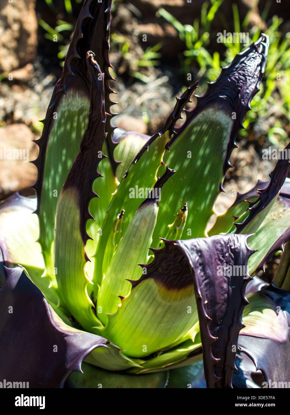Zwerg aloe -Fotos und -Bildmaterial in hoher Auflsung  Alamy