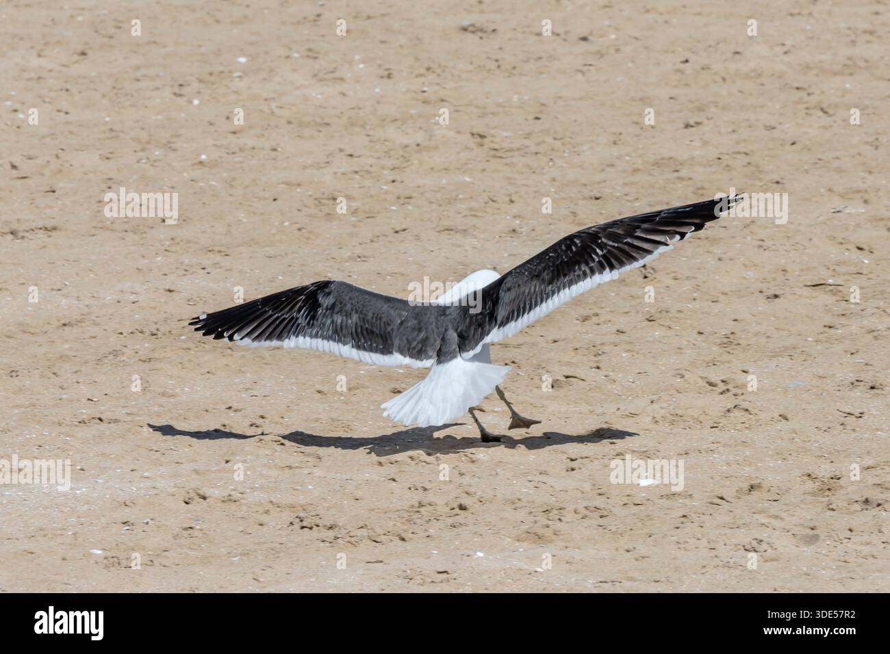 Möwenlandung auf Sand am Central Beach der touristischen Stadt, aufgenommen im hellen Licht des späten Frühlings in Plettenberg, Westkap, Südafrika Stockfoto