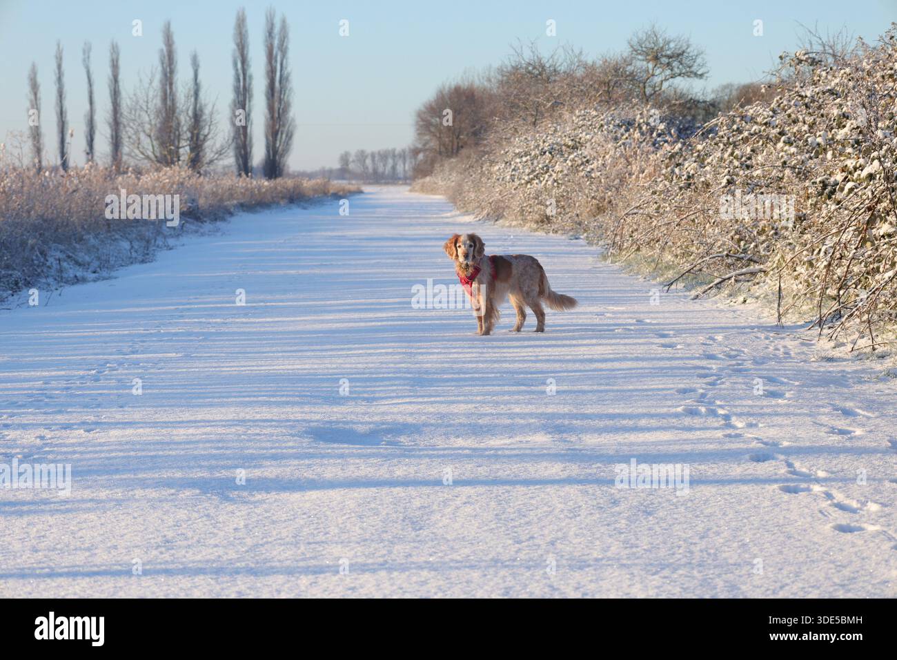 Gelb-weiß arbeitender Cocker Spaniel im Schnee mit rotem Gurtzeug Stockfoto