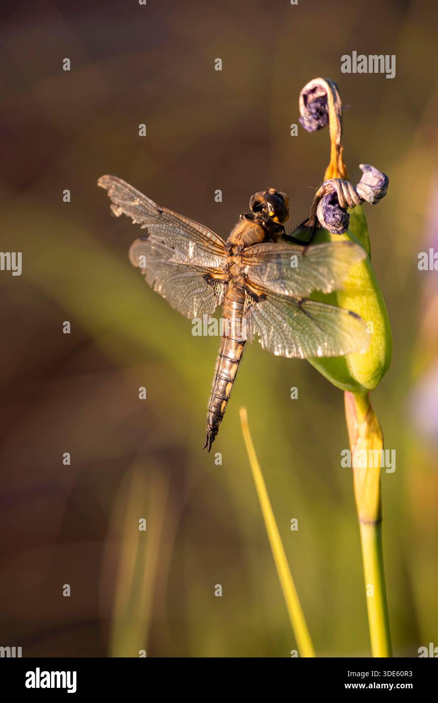Dragonfly auf einer Iris am Birch Lake im Inneren Alaskas zwischen Fairbanks und Delta Junction in einer Sommernacht. Stockfoto