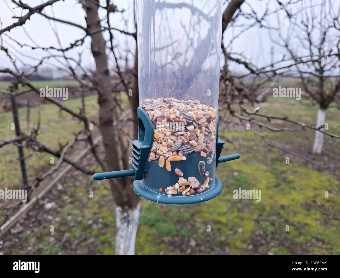 Vogelfutter hängt im Baum Stockfoto