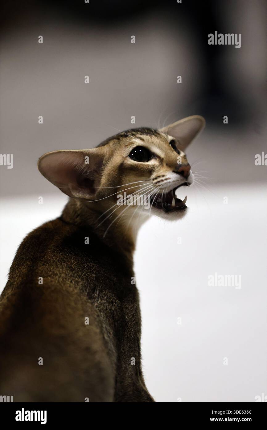 Ausdrucksstarkes orientalisches Kurzhaar-Katzenmeu mit intensivem Blick Stockfoto