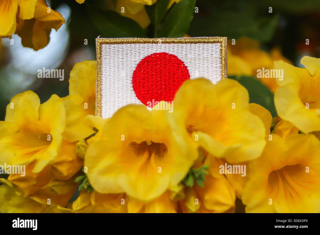 Japanische Flagge in sonnendurchfluteten Tecoma stans Blüten. Konzeptuelles Bild, das Umweltharmonie und asiatische Kulturästhetik für redaktionelle Zwecke widerspiegelt. Stockfoto