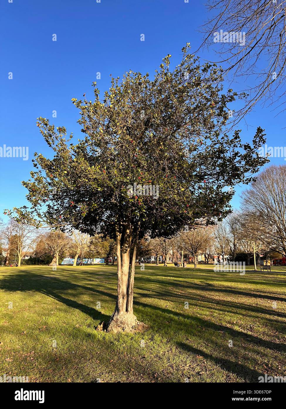 Stechpalme mit ungewöhnlichem Mehrstamm, bei Sonnenschein auf Christchurch Green, Wanstead, London E11 Stockfoto