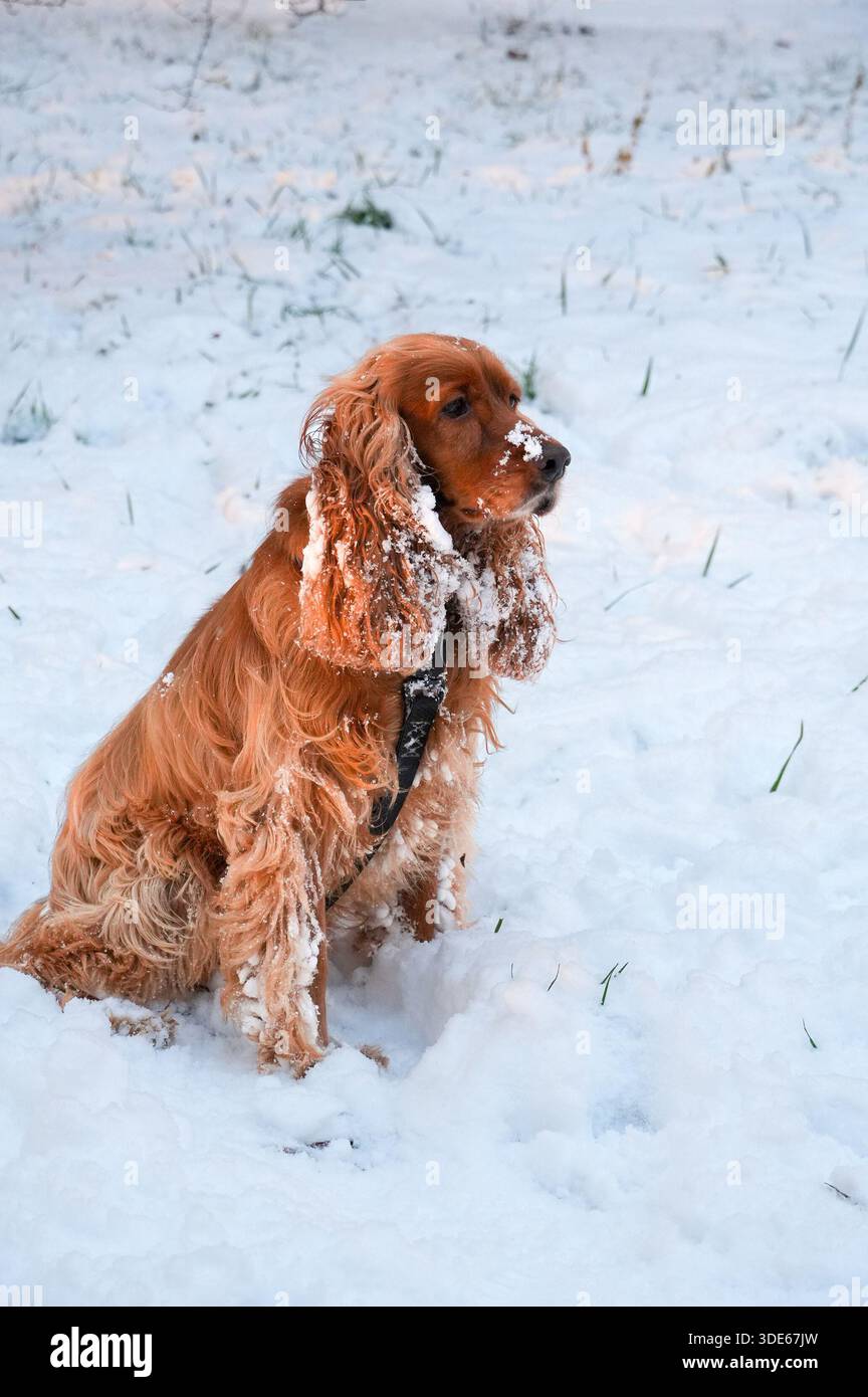 Englisch Cocker Spaniel Spanisch im Schnee im Winter. Vertikales Foto Stockfoto