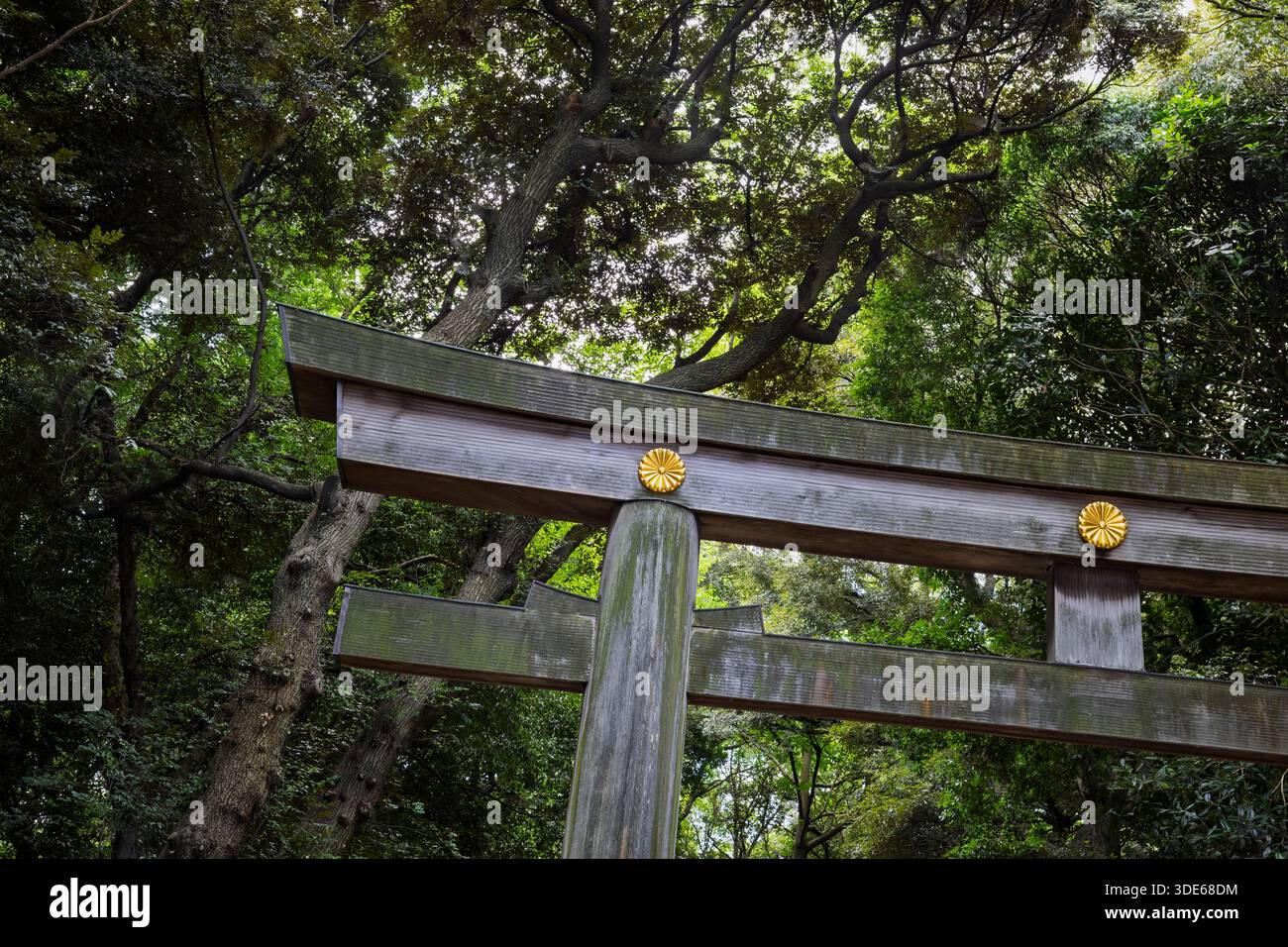 Tokio, Japan - 31. Juli 2025 : Holztor am Meiji-Schrein Stockfoto