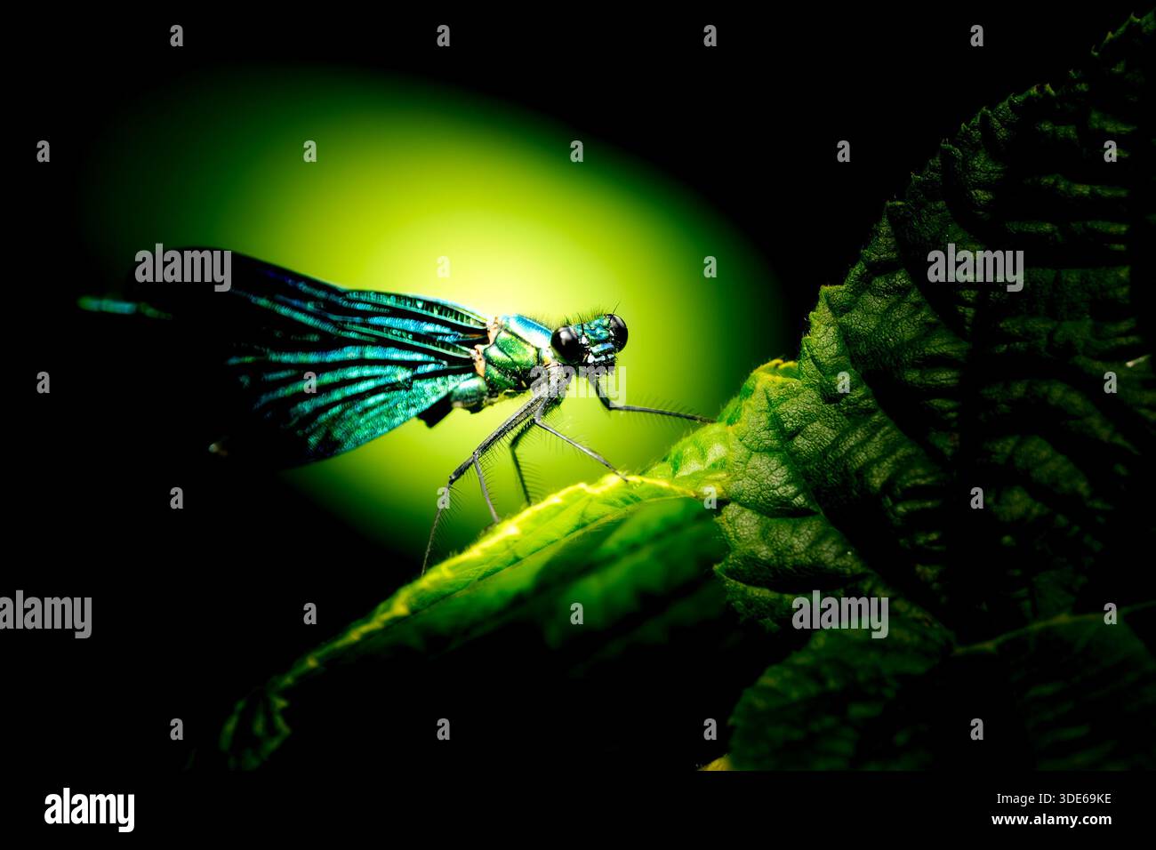 Männliche gebundene Demoiselle Damselfly (Calopteryx splendens), auf einem Blatt stehend, in die Linse blickend, vor einem dramatischen dunklen Hintergrund mit grünem Bokeh. Stockfoto