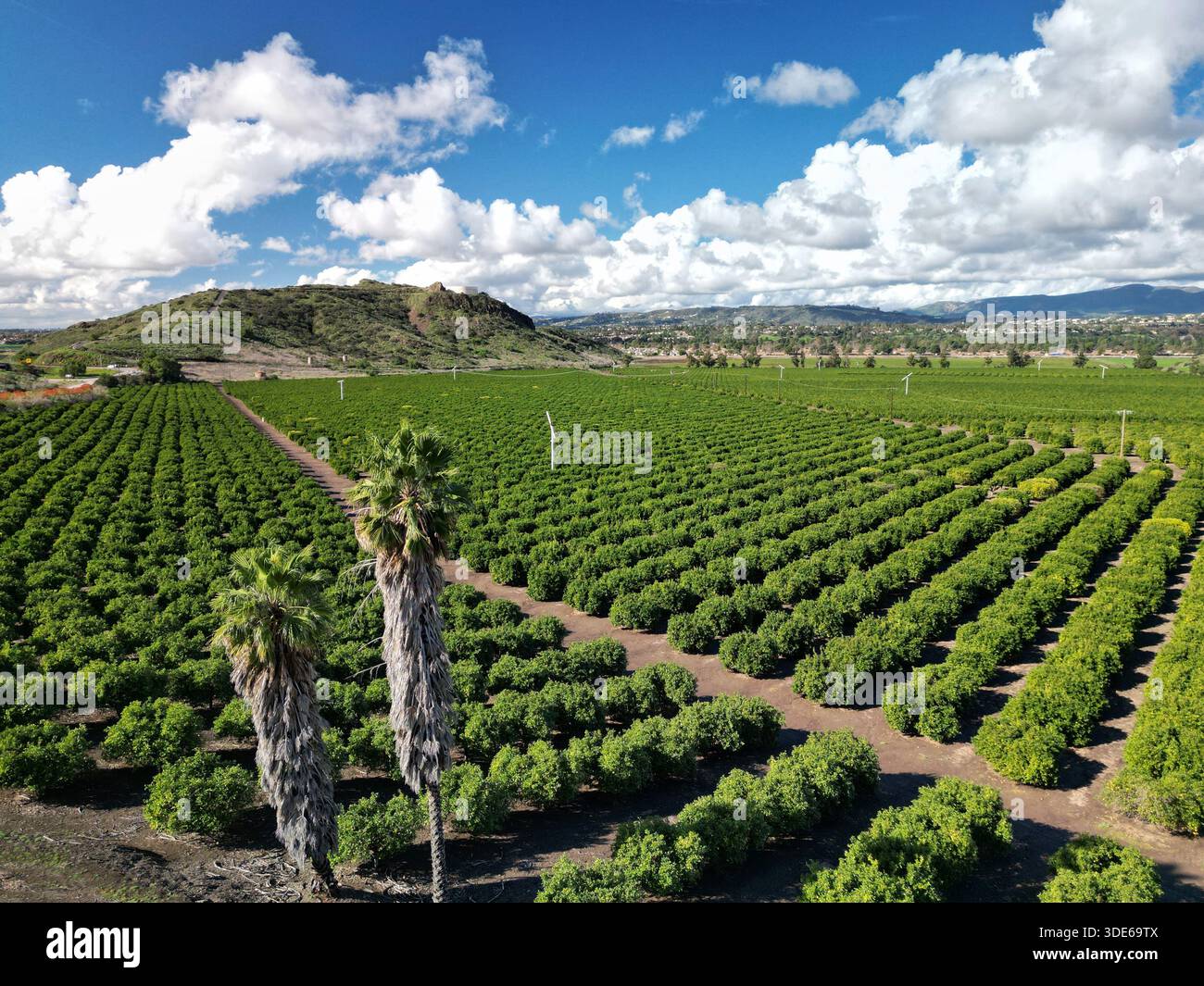 Pastoraler Blick auf den Camarillo Orangenhain mit einem Paar Palmen unter einem blauen, teilweise bewölkten Himmel in Südkalifornien Stockfoto