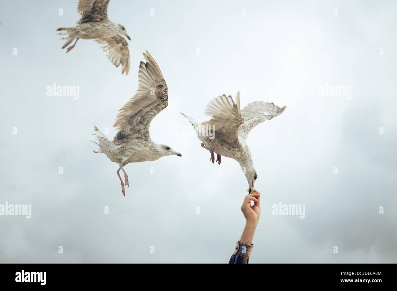 Junge Heringsmöwen (Larus argentatus) im Flug, eine, die Nahrung aus einer menschlichen Hand gegen einen bedeckten Himmel nimmt. Stockfoto