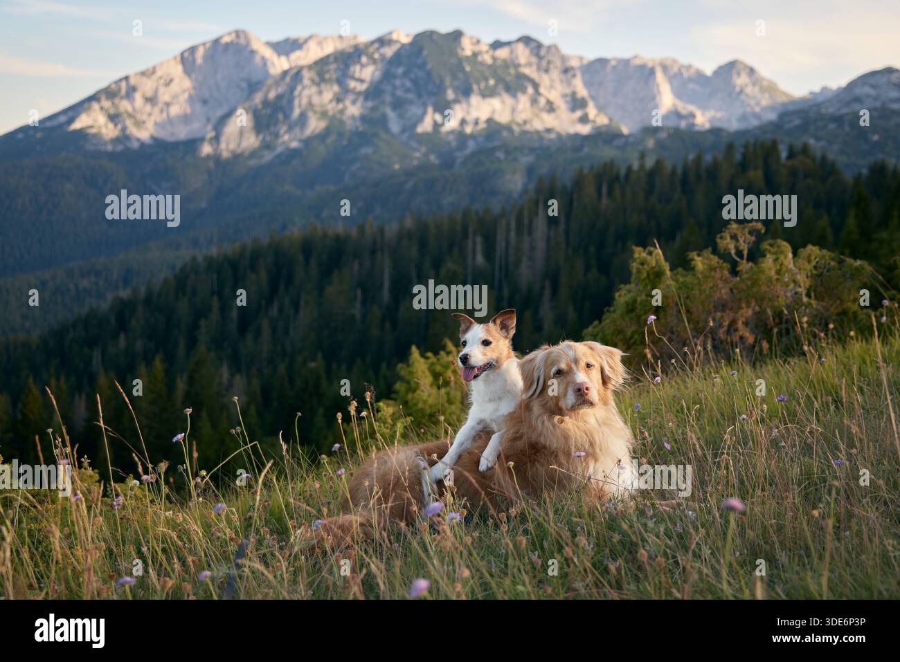 Beide Hunde sitzen zusammen und lehnen sich ineinander, während sich Berge und Himmel hinter ihnen ausdehnen. Ihre Nähe deutet auf Zuneigung und Vertrauen hin. Stockfoto