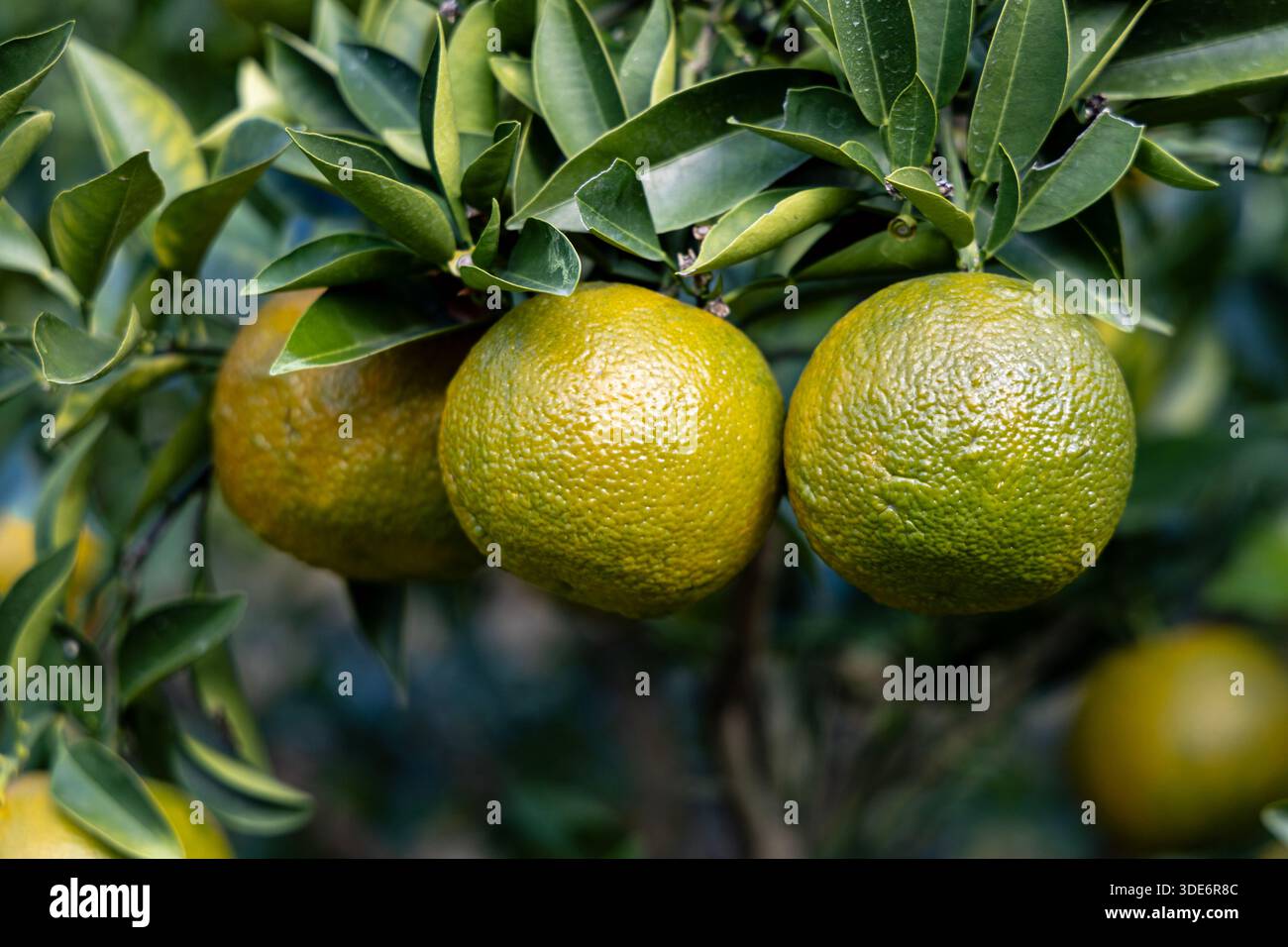 Bitterorange (Citrus aurantium), die auf einem Baum wächst (Imperial Palace East National Gardens, Tokio, Japan) Stockfoto
