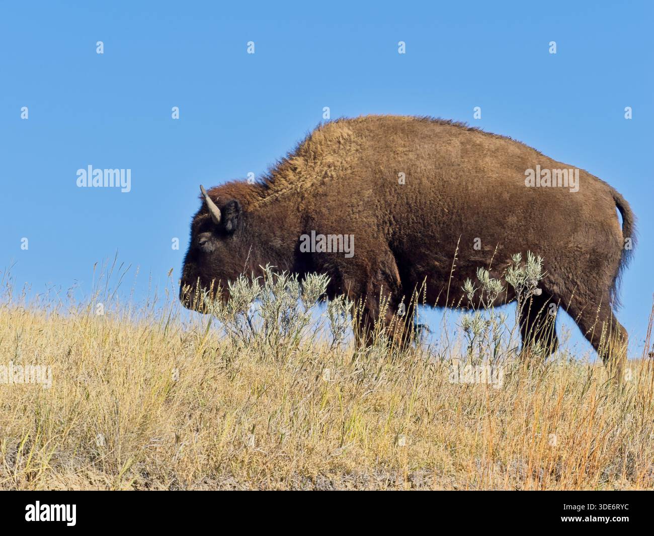 Amerikanische Bisons stehen auf einem Hügel in Präriebäsern des Theodore Roosevelt National Park Stockfoto