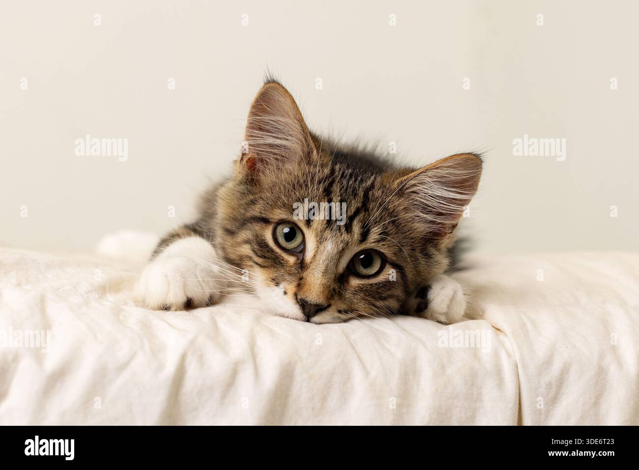 DSH Domestic Short Hair Kätzchen auf einer Decke und Blick auf den Betrachter Stockfoto