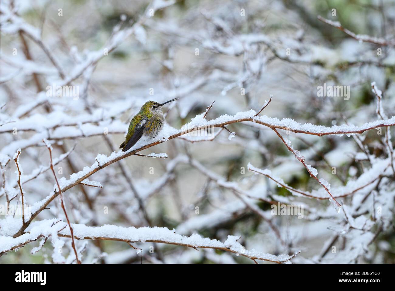 Annas Kolibri in kalter Winterszene auf schneebedeckten dünnen Ästen Stockfoto