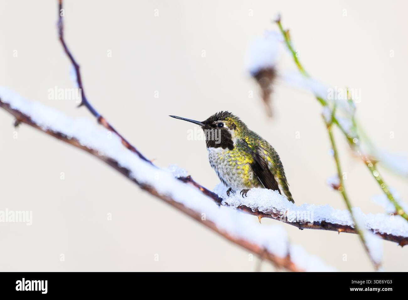 Annas Kolibri im Winter auf eisbedecktem Rosenbusch Stockfoto