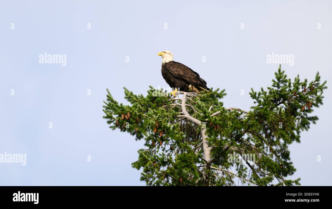 Reifer Weißkopfseadler, der im Profil oben auf einer Tanne sitzt Stockfoto