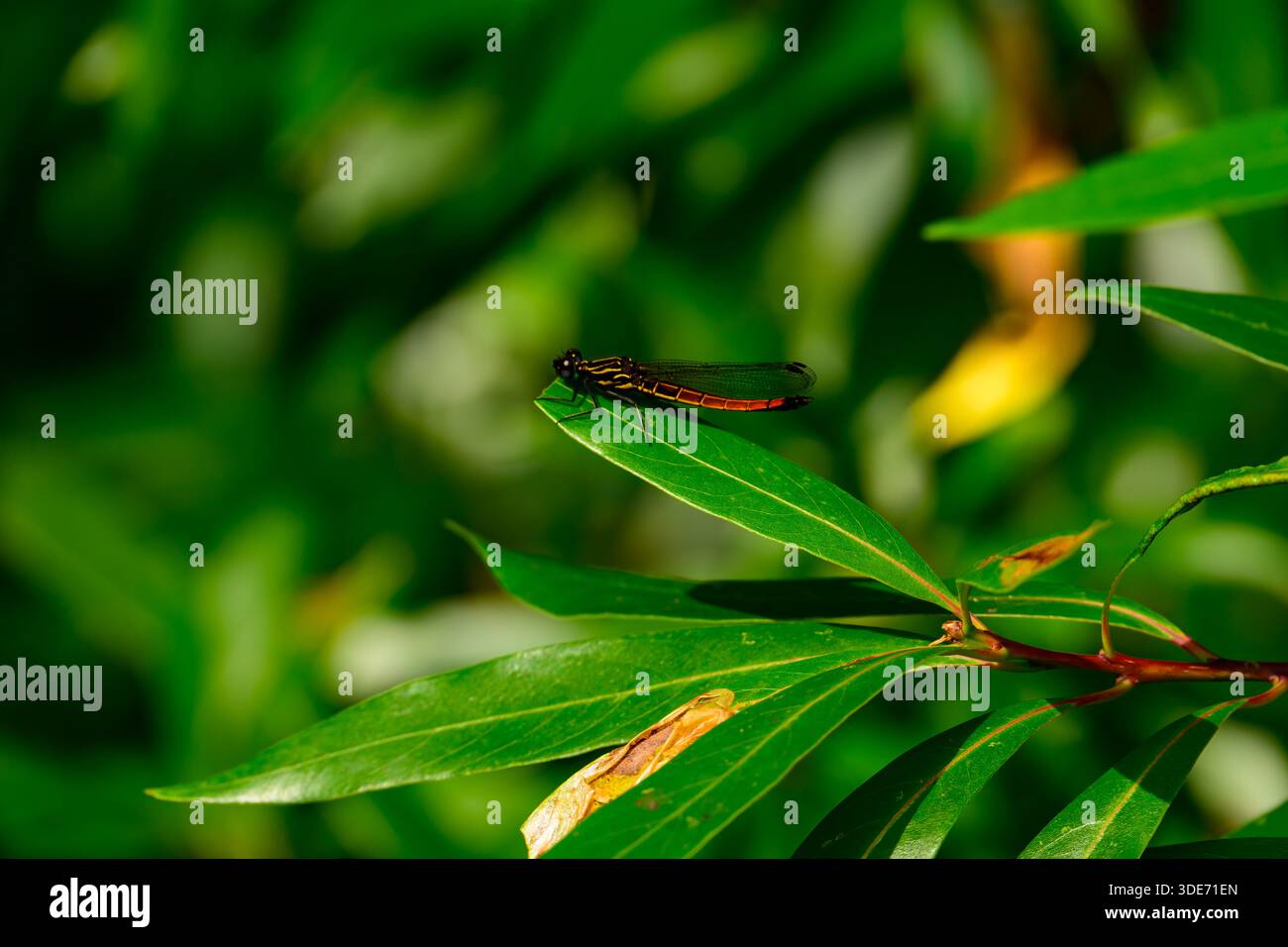 Eine gelbe und schwarze Libelle liegt auf einem breiten grünen Blatt, deren markantes Farbmuster und komplizierte Flügeladern in scharfen Details erfasst werden. Stockfoto