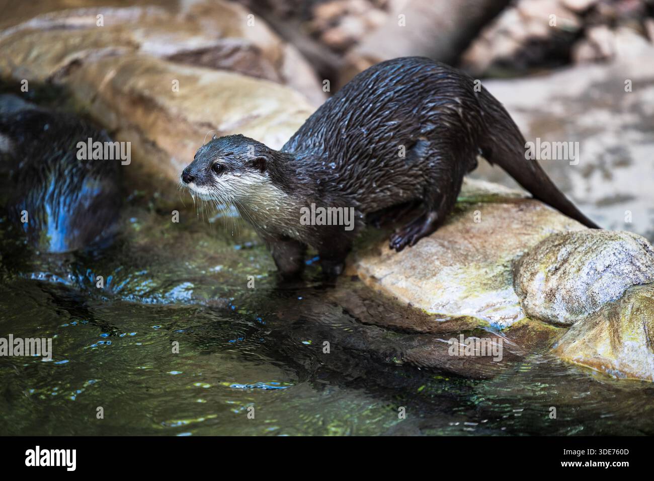 Kleiner Otter, der sich zum Schwimmen im Adelaide Zoo in Südaustralien vorbereitet Stockfoto