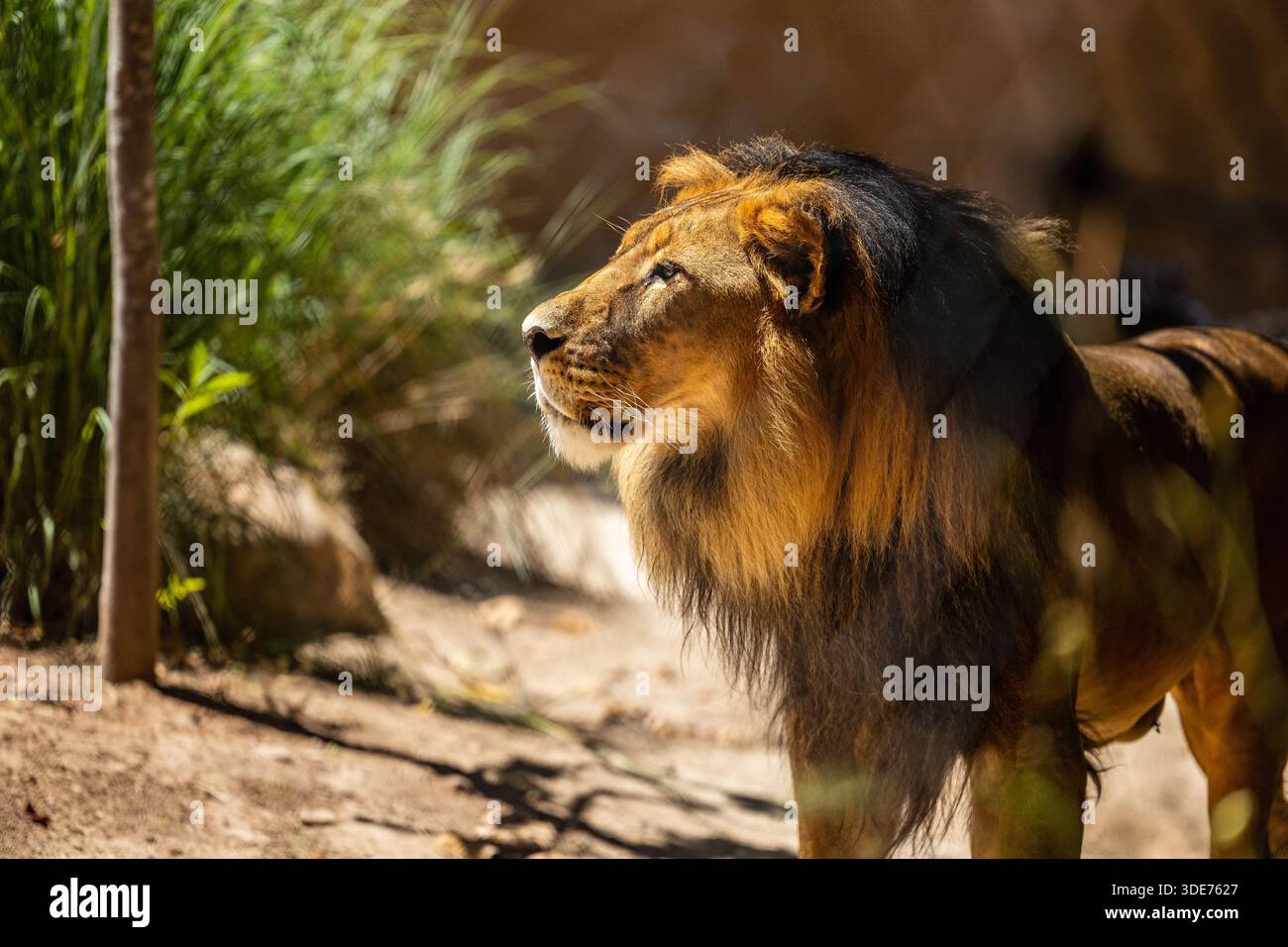Männlicher Löwe im Adelaide Zoo in South Australia mit majestätischer Mähne und wachem Ausdruck Stockfoto