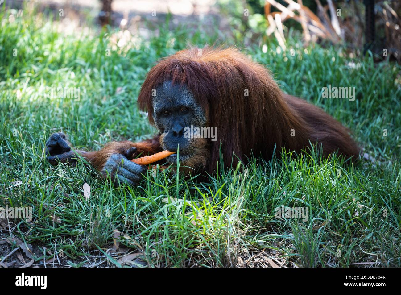 Sumatra-Orang-Utan isst Karotten im Adelaide Zoo in South Australia Stockfoto