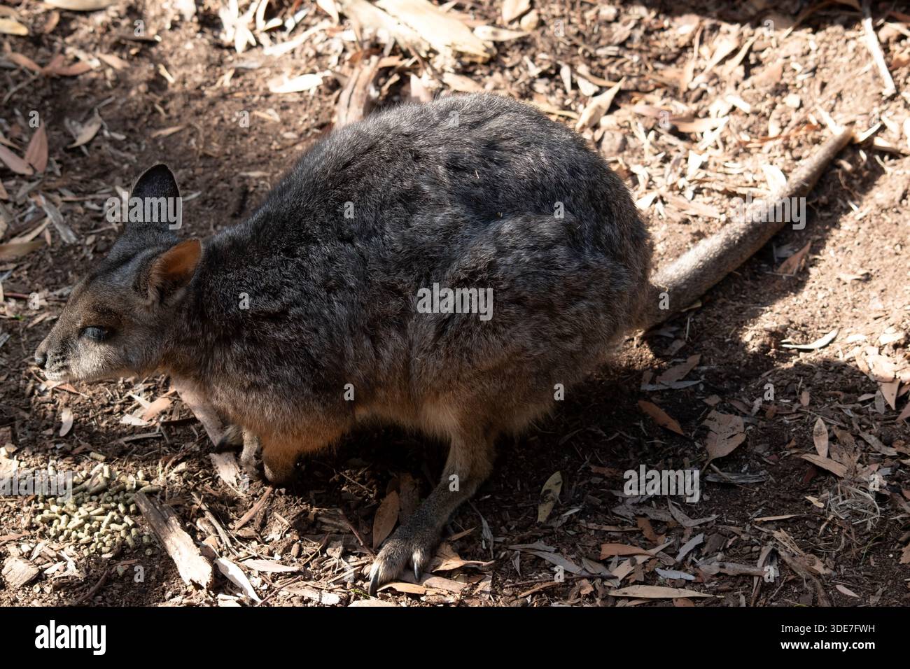 Das Tammar-Wallaby hat dunkel graue Oberteile mit einer helleren Unterseite und ruhelfarbenen Seiten und Gliedmaßen Stockfoto