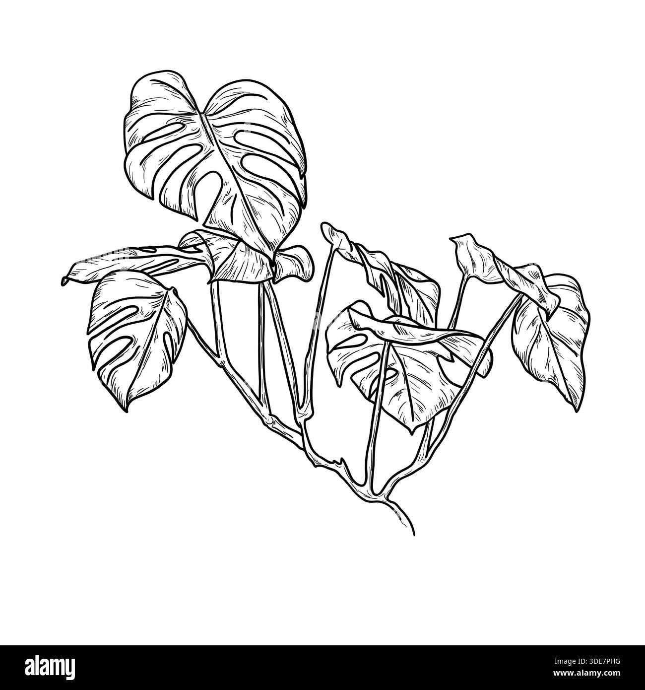 lemon lime philodendron Philodendron Hederaceum 'Lemon Lime' M