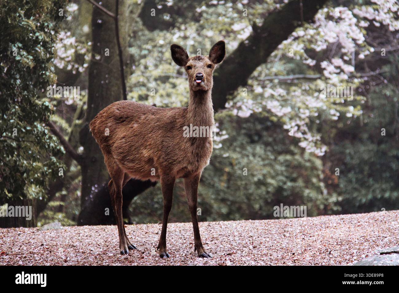 Itsukushima (Miyajima), Japan, 07/04/2016 Beschreibung: Wildes Sika-Hirsch mit Zunge im Miyajima Inselpark mit Kirschblüten Stockfoto