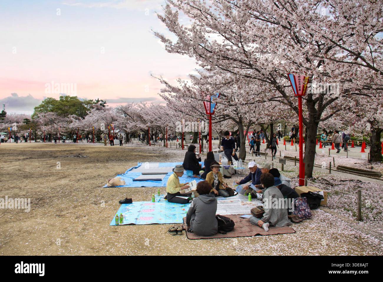 Himeji-Jo, Japan, 08/04/2016 Beschreibung: Japaner genießen ein Hanami-Picknick unter Kirschblüten im Himeji. Stockfoto