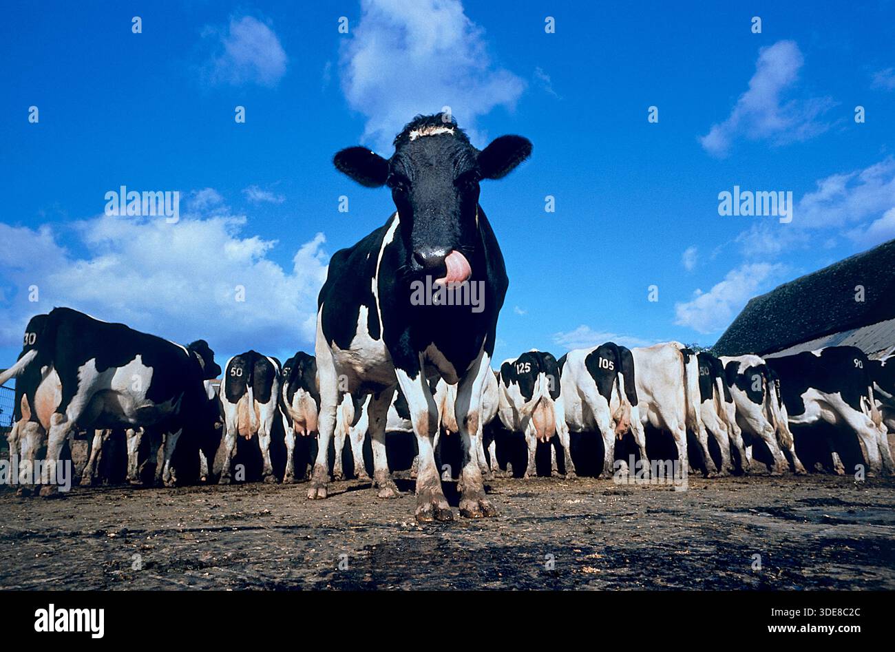 Milchkühe lecken Lippen vor der Herdenfütterung aus dem Trog. Devon UK hebt sich von der Menge ab. Herde auf dem Hof untergebracht. Wintermanagement. Stockfoto