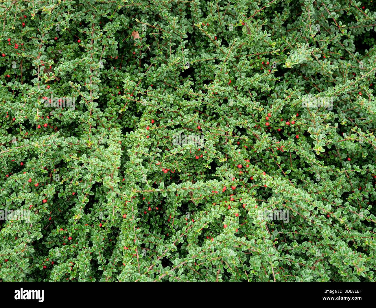 Cotoneaster mit vielen roten Beeren und glänzend grünen Blättern. Nahaufnahme.Kopierbereich. Stockfoto