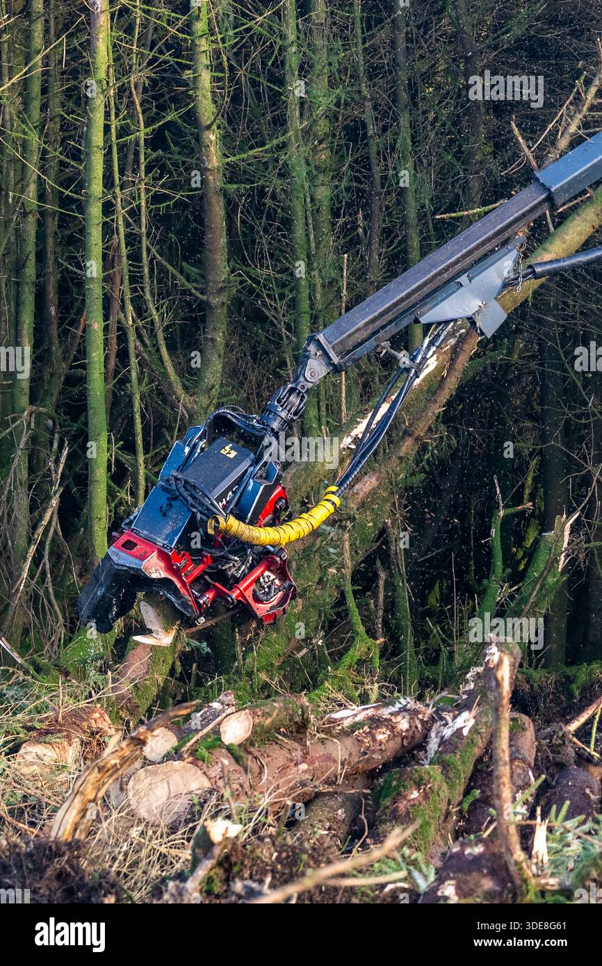 Coillte Worker nutzt einen Ecolog 688 Harvester, um Reenascreena Forest in West Cork, Irland, zu Fällen. Stockfoto