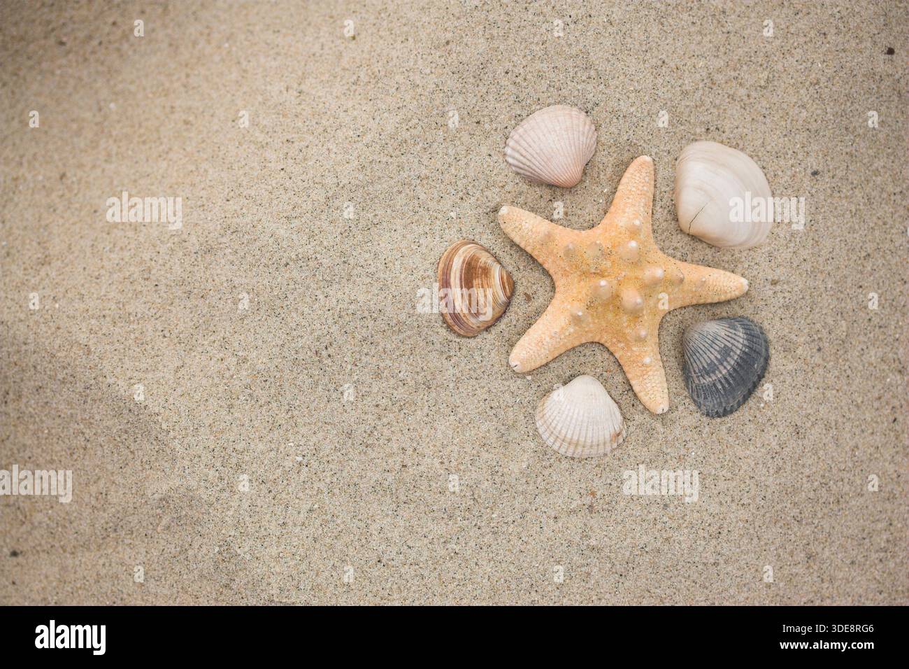 Seesterne und Muscheln wunderschön auf hellem Sand angeordnet Stockfoto