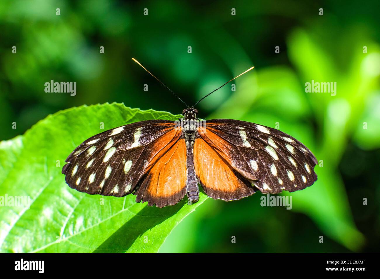 Ein Passionsblumenschmetterling (Heliconiinae) sitzt auf den grünen Blättern einer Pflanze. Stockfoto
