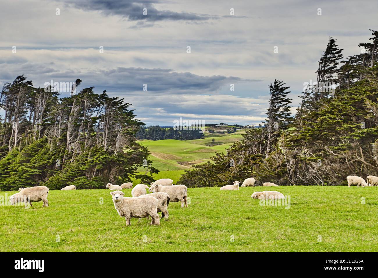 Neuseeländische Landschaft, Schafherden, die auf den grünen Wiesen weiden Stockfoto
