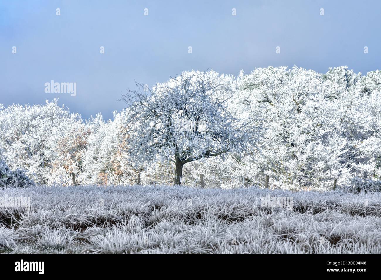 Über Nacht Raureif (nicht Schnee) bedeckt Bäume in der Landschaft - Zentralfrankreich. Stockfoto