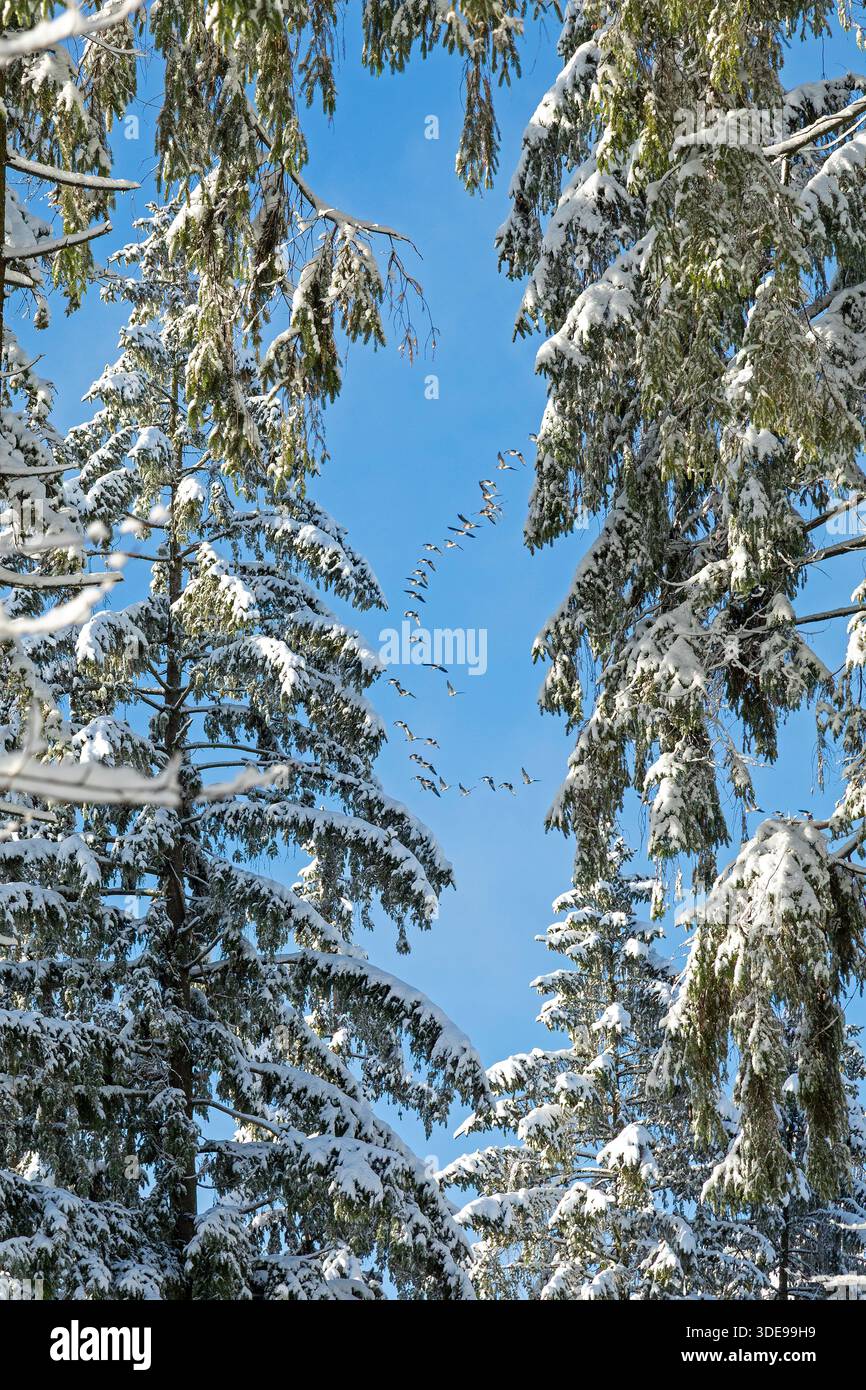 Schneebedeckte Bäume, Nadelbäume, Gänsenherde im Flug, Wald, Winter, SIEVERSEN, gemeinsame Gemeinde Rosengarten, Niedersachsen, Deutschland Stockfoto