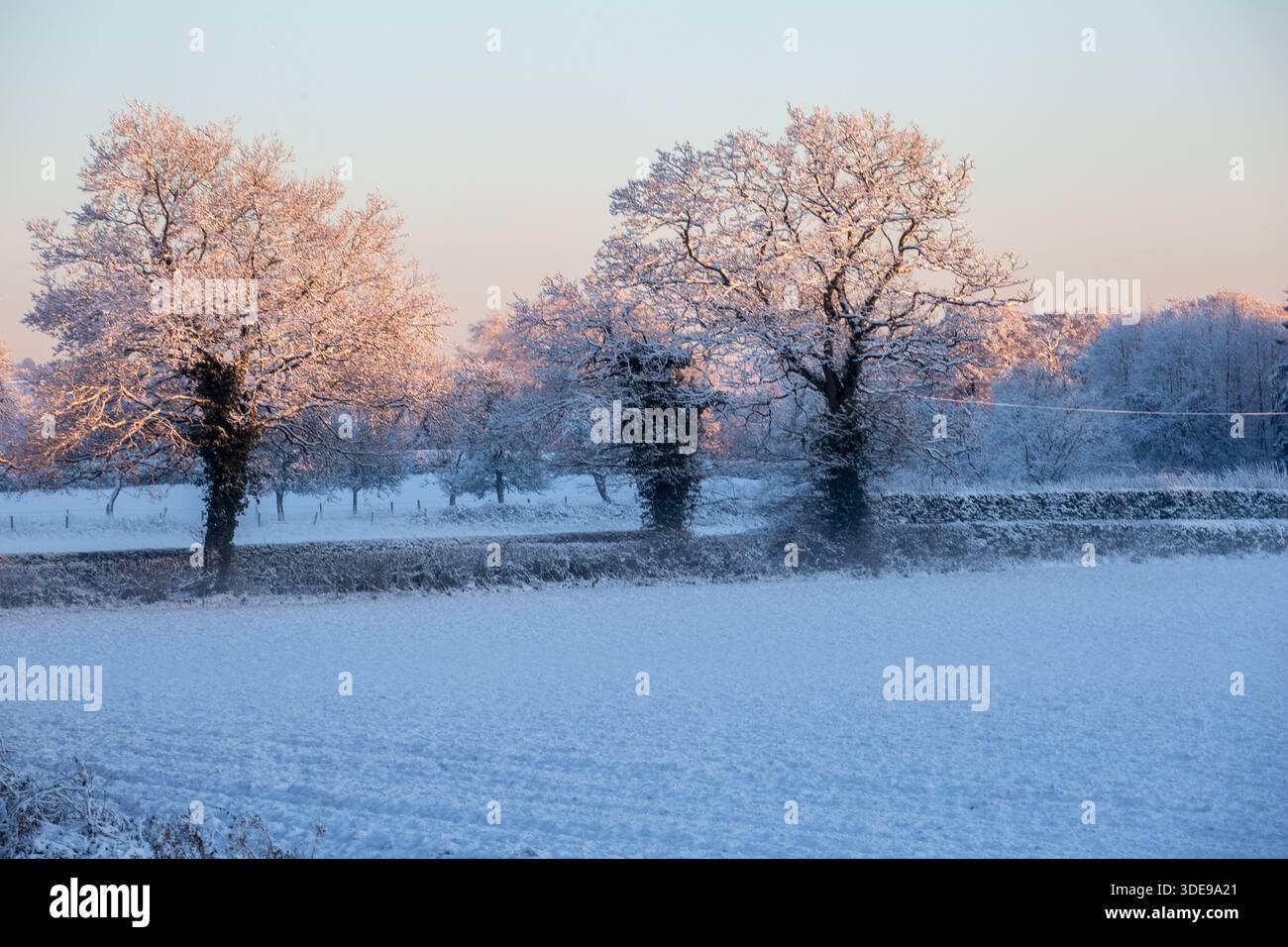 Sonnenuntergang auf schneebedeckten Bäumen in einer schneebedeckten Winterlandschaft Stockfoto