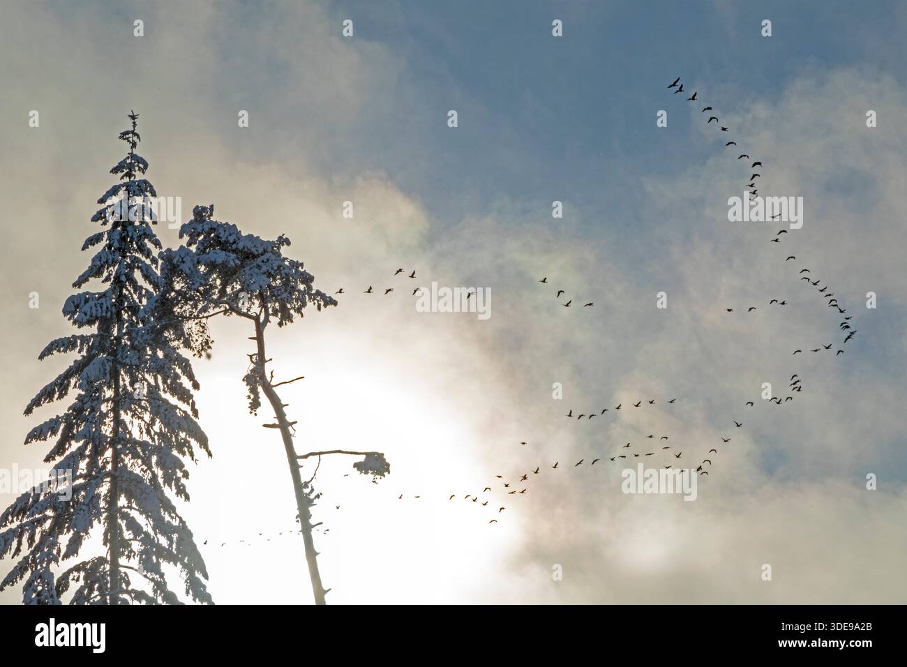 Schneebedeckte Bäume, Nadelbäume, Gänsenherde im Flug, Wolken, Wald, Winter, SIEVERSEN, gemeinsame Gemeinde Rosengarten, Niedersachsen, Deutschland Stockfoto