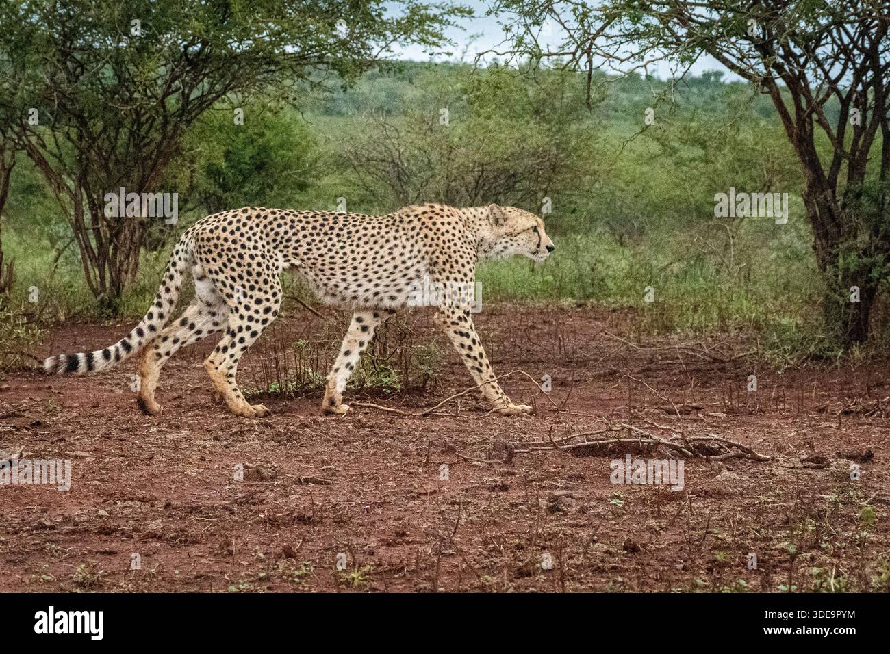 Dieser junge männliche Gepard streift durch sein Territorium und markiert die wichtigsten Orte seines Territoriums. Stockfoto