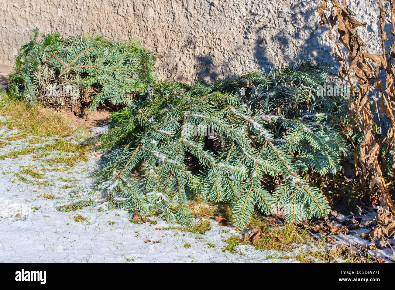 Kälteempfindliche Pflanzen im Wintergarten, die als Frostschutz mit Ästen bedeckt sind. Stockfoto