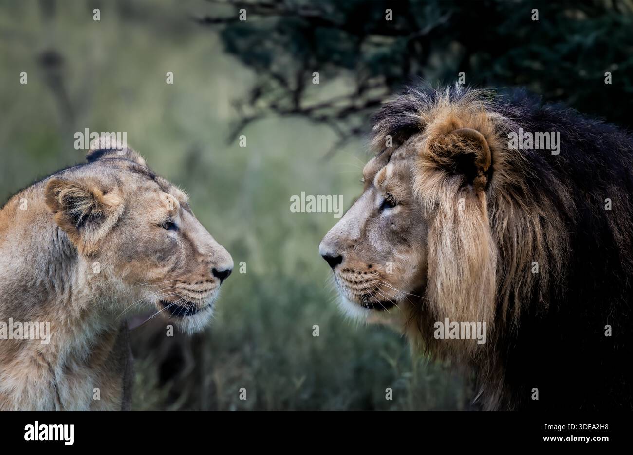 Männliche und weibliche asiatische Löwen stehen einander gegenüber Stockfoto