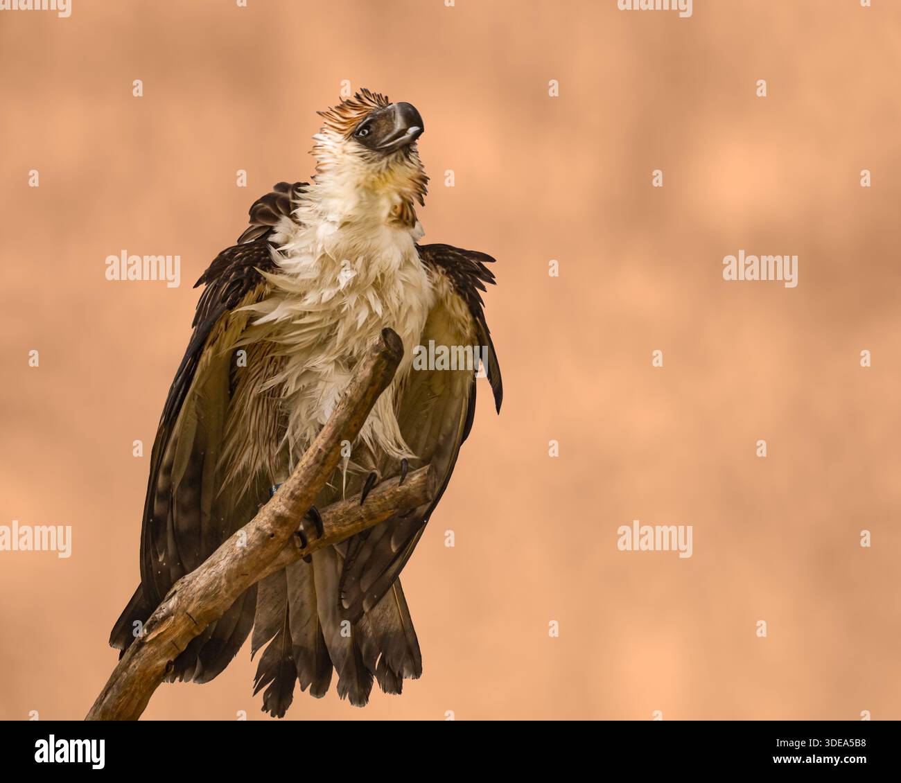 Ein philippinischer Adler, der auf einem trockenen Ast sitzt und vor einem hellbraunen, weichen, diffusen Hintergrund krabbelt Stockfoto