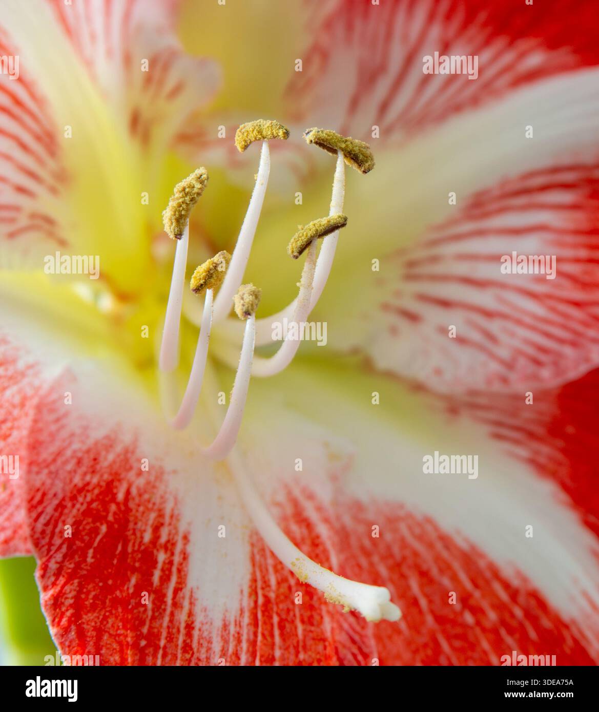 Stempel und Stamen einer Amarylis-Pflanze Stockfoto
