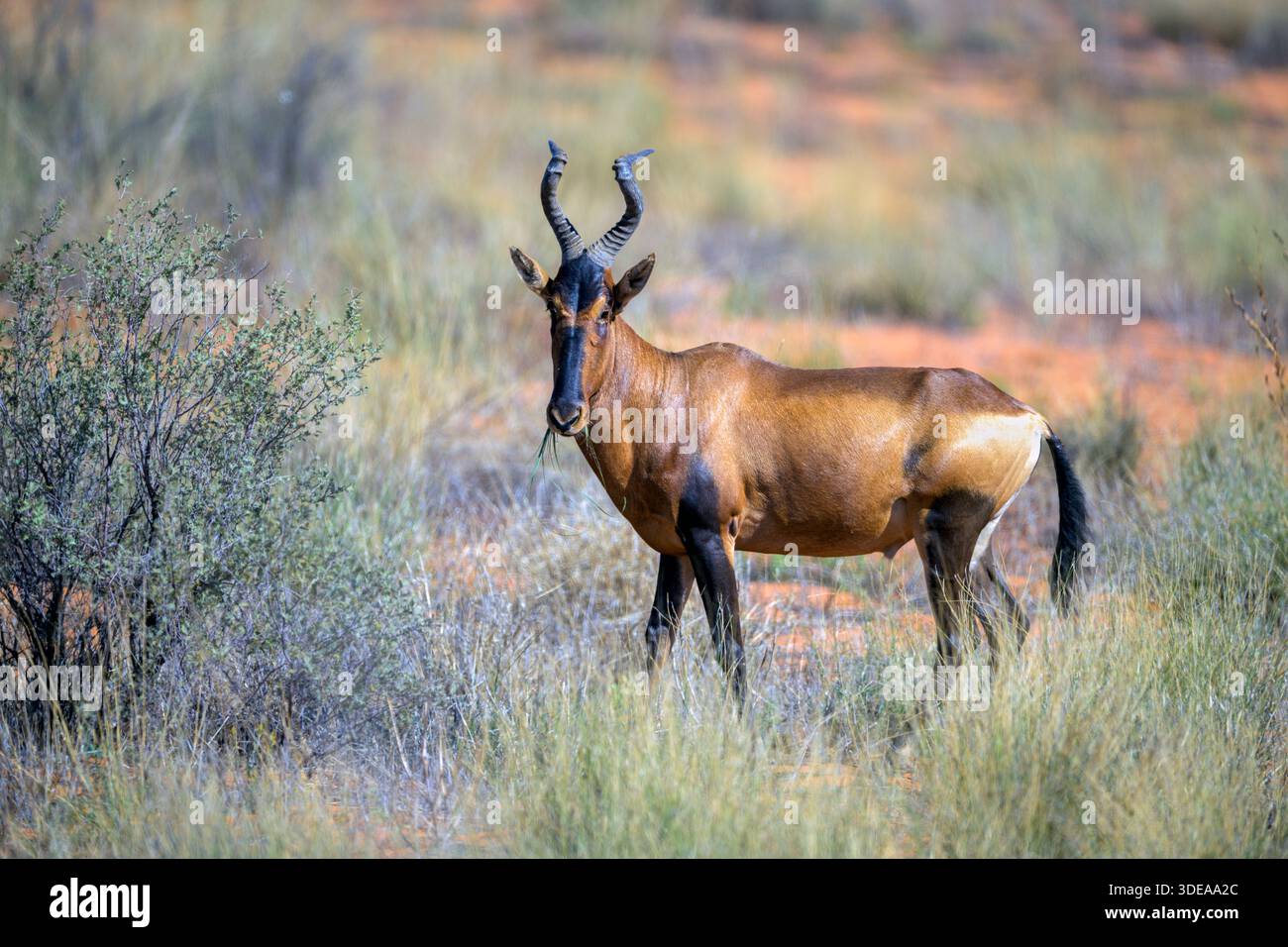 Rotes Hartebeest (Alcelaphus buselaphus caama) im Kgalagadi Transfrontier Park, Südafrika. Stockfoto