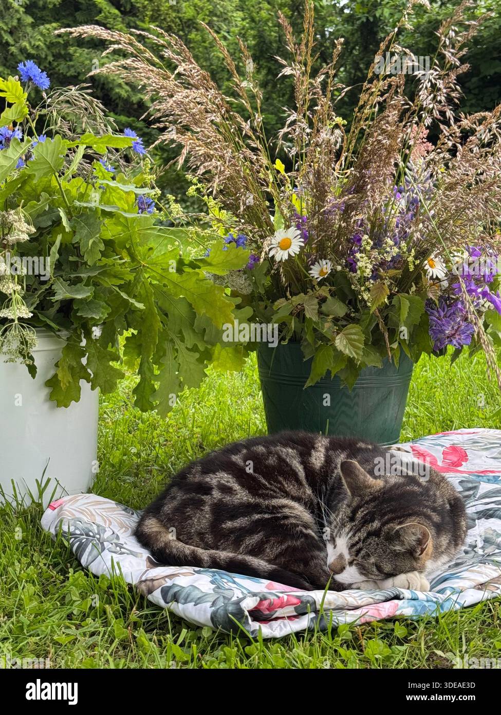 Tabby-Katze schläft auf Blumendecke im Garten mit Wildblumen und grünem Laub - Smartphone-aufgenommenes Stockfoto