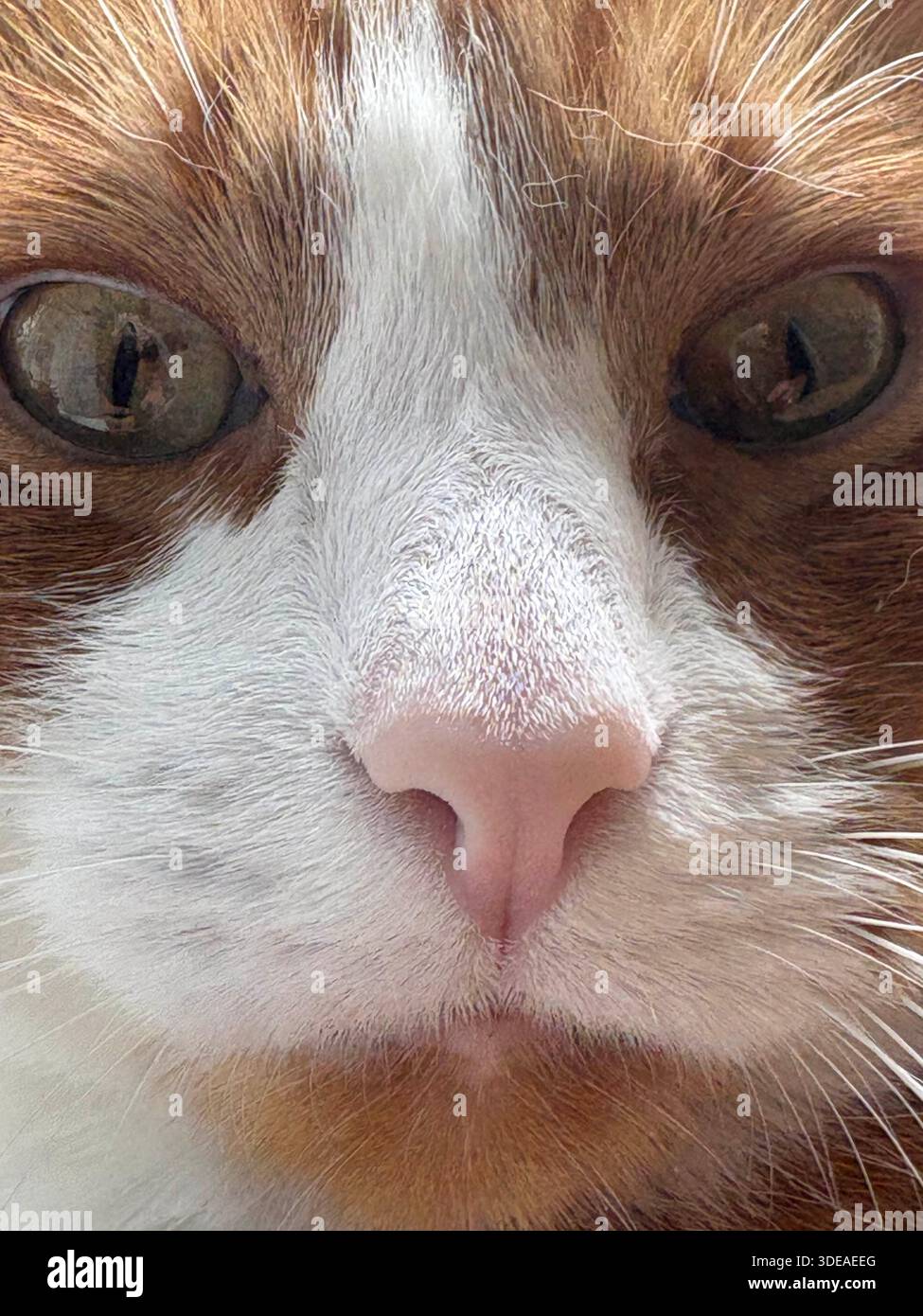 Orange und weiße Katze, die auf einer strukturierten Oberfläche sitzt und ruhig in die Kamera blickt Stockfoto