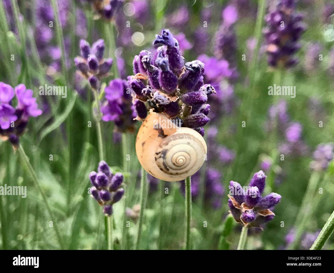 Nahaufnahme einer kleinen Schnecke, die auf einer Lavendelblume in einem blühenden Lavendelfeld liegt. Frische Violetttöne und detailreiche Blüten. Stockfoto