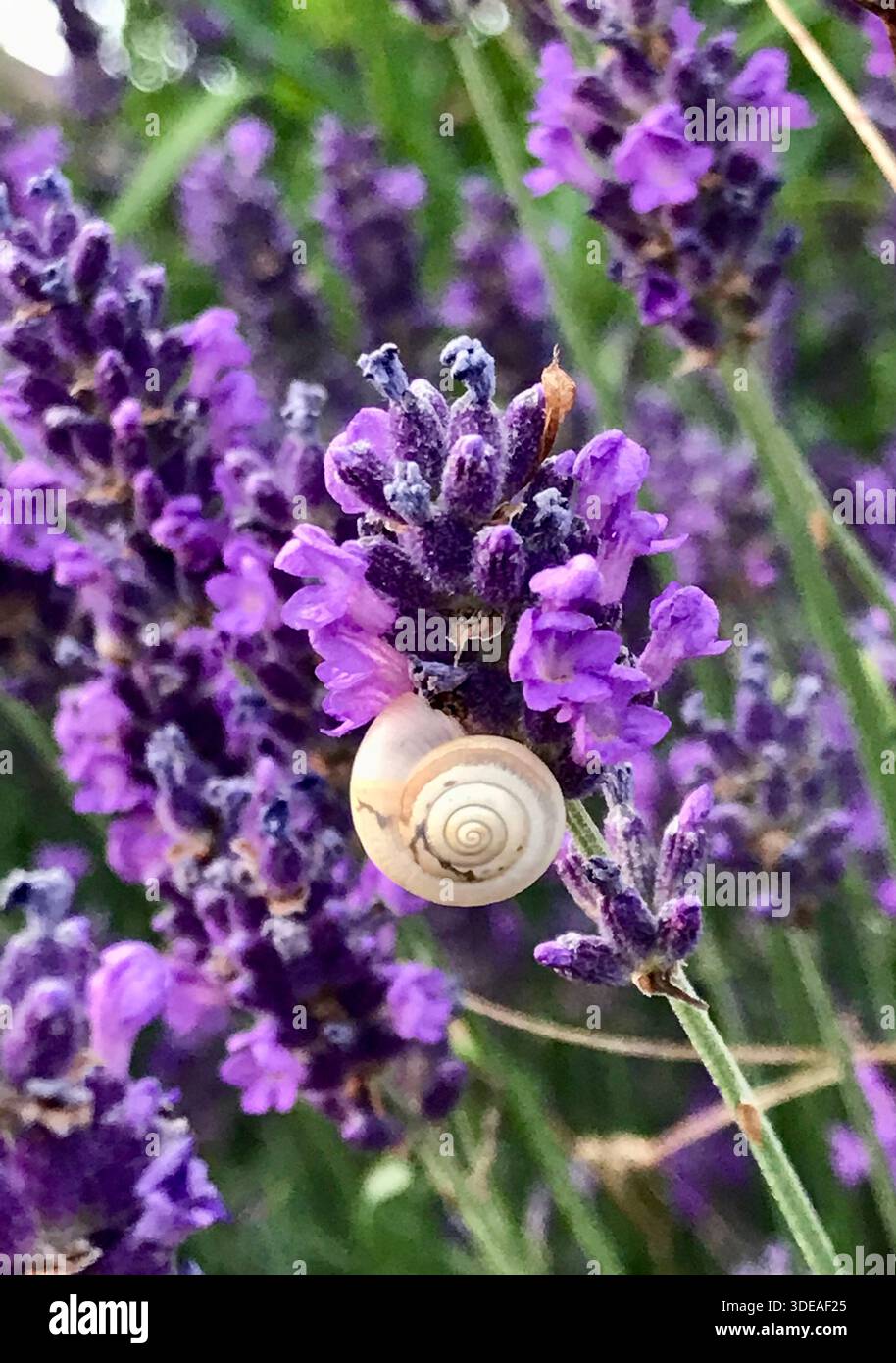 Nahaufnahme einer kleinen Schnecke, die auf einer Lavendelblume in einem blühenden Lavendelfeld liegt. Frische Violetttöne und detailreiche Blüten. Stockfoto