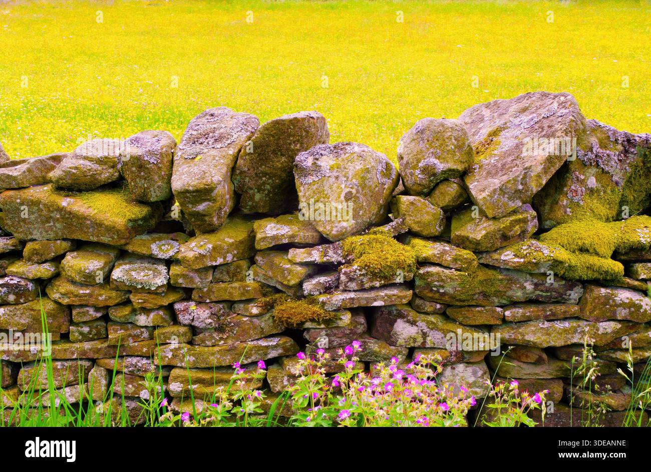 Eine verwitterte Trockenmauer erstreckt sich über eine gelbe, sonnendurchflutete Wiese, Moos an den Steinen und rosa Wildblumen an der Basis Stockfoto