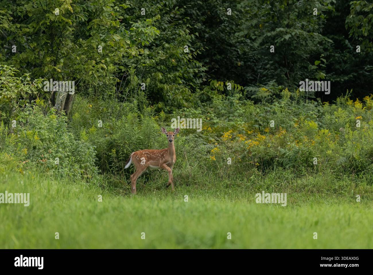 Weißschwanzkitz an einem Augustabend im Norden von Wisconsin. Stockfoto